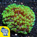 Flower Pot Coral, Long Polyp, Green 